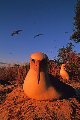 Wall Art - Photograph - Laysan Albatross On Nest At Dawn #1 by Stephen Gorman