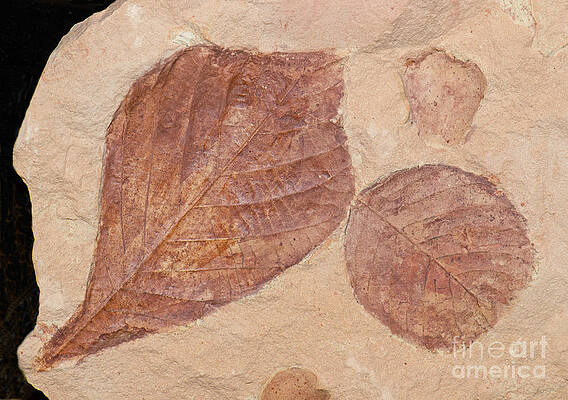 Wall Art - Photograph - Leaf Fossil #1 by Millard H. Sharp