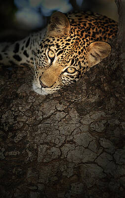 Wall Art - Photograph - Leopard Portrait #2 by Johan Swanepoel