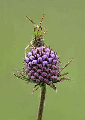 Wall Art - Photograph - Lesser Marsh Grasshopper by Matthew Cole