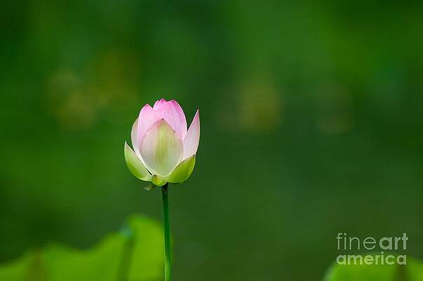 Lily by Miguel Celis Lily by Miguel Celis