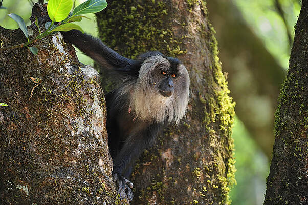 Wall Art - Photograph - Lion-tailed Macaque In Tree India #1 by Thomas Marent