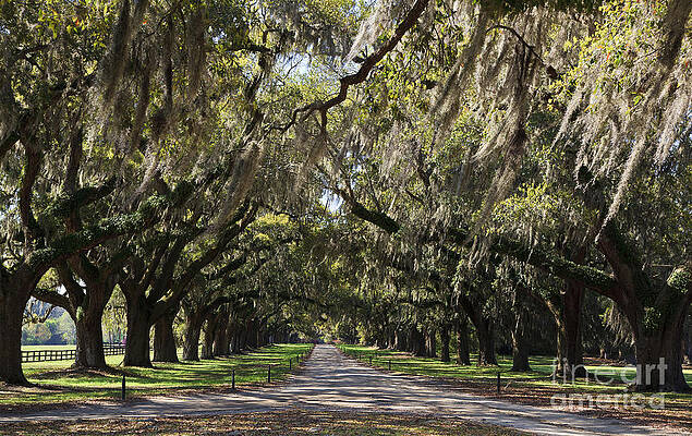 Wall Art - Photograph - Live Oaks #1 by Jill Lang