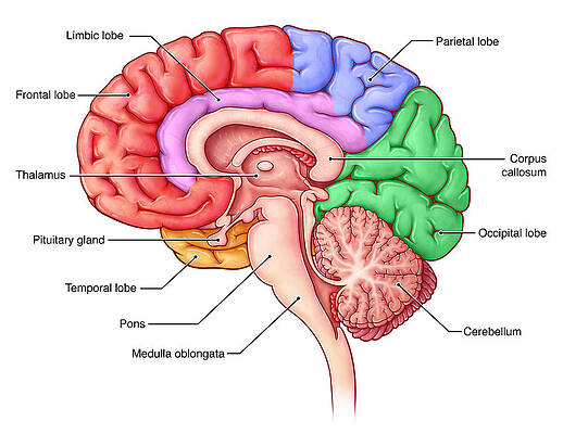 Wall Art - Photograph - Lobes Of The Brain, Sagittal View #1 by Evan Oto