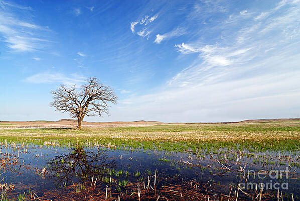 Wall Art - Photograph - Lonely Tree #1 by Larry Ricker