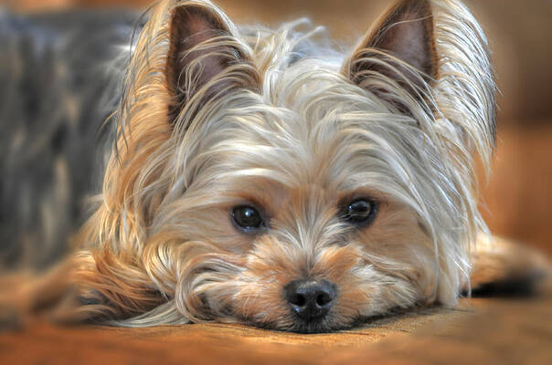 Looking at You by Don Wolf Looking at You by Don Wolf