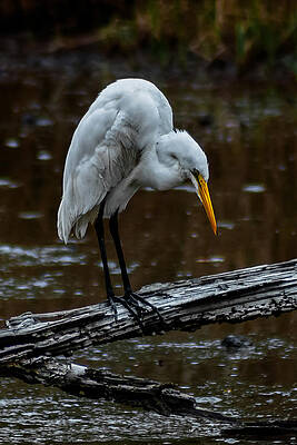 Looking for dinner by Charles Moore Looking for dinner by Charles Moore