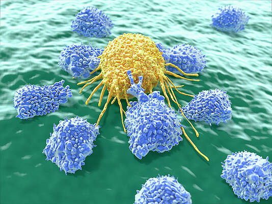 Wall Art - Photograph - Lymphocytes Attacking A Cancer Cell #1 by Juan Gaertner