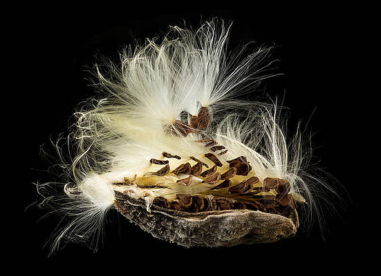 Wall Art - Photograph - Macro photo of swamp milkweed seed pod #1 by Steven Heap