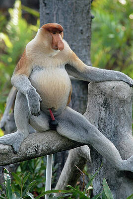 library monkey penis