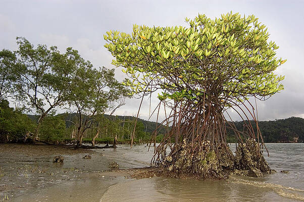 Wall Art - Photograph - Mangrove Tree And Roots #1 by Science Photo Library