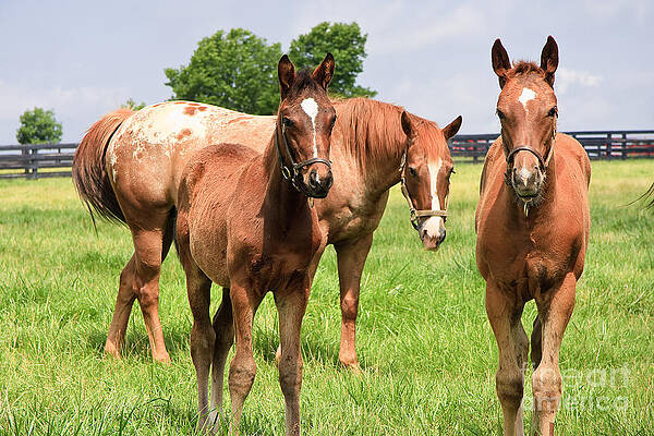 Wall Art - Photograph - Mare Horse and Colts #4 by Jill Lang