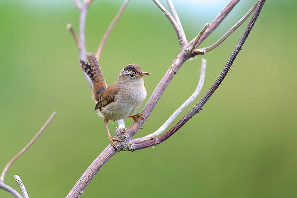 Marsh Wren by Kathy King Marsh Wren by Kathy King