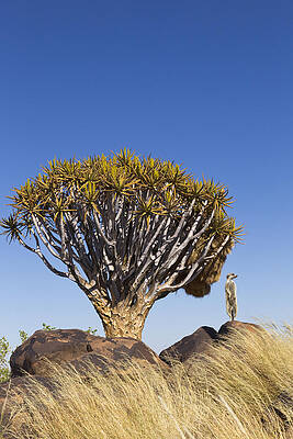 Wall Art - Photograph - Meerkat In Quiver Tree Grassland #1 by Vincent Grafhorst