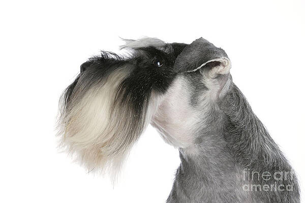Wall Art - Photograph - Miniature Schnauzer #1 by John Daniels