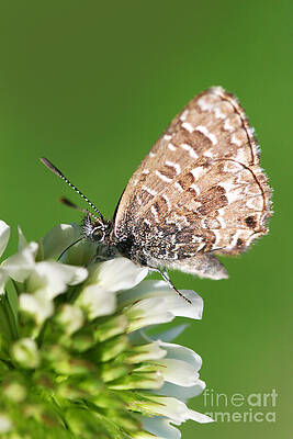 Wall Art featuring the photograph Moth Macro by Jorgo Photography