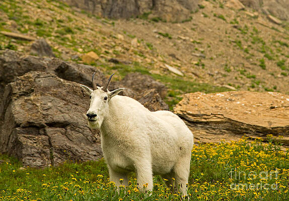 Glacier National Park Photograph - Mountain Goat In Glacier National Park #1 by Natural Focal Point Photography
