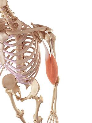 Wall Art - Photograph - Muscles Of The Human Arm #1 by Science Photo Library