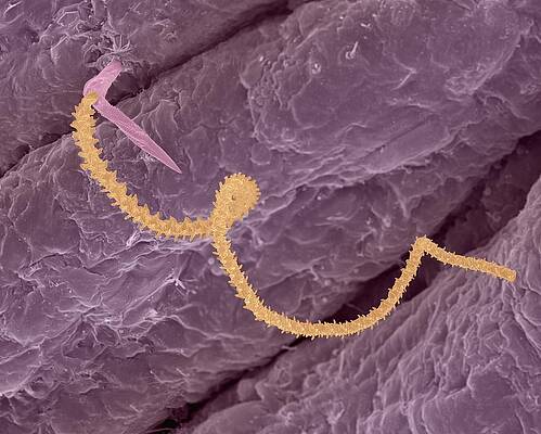 Wall Art - Photograph - Nematocyst From Box Jellyfish (carybdea Alata) #1 by Science Photo Library