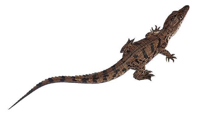 Wall Art - Photograph - Nile Crocodile Hatchling #1 by Science Photo Library