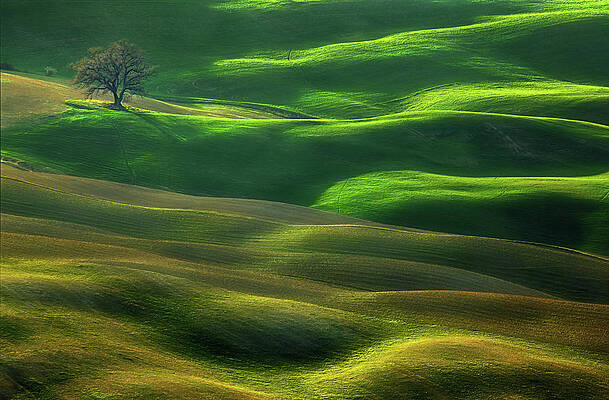 Wall Art - Photograph - Oak... #1 by Krzysztof Browko