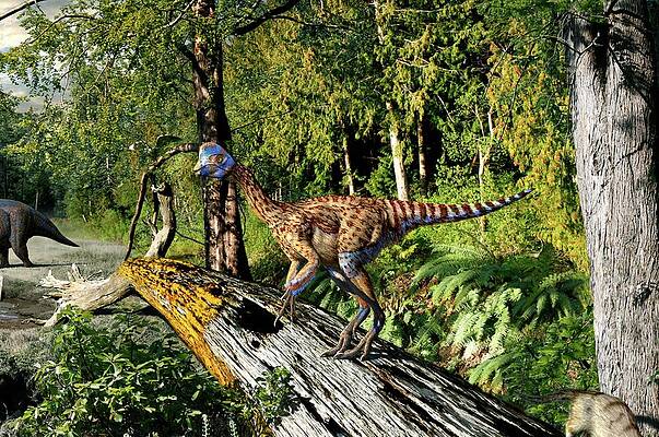 Wall Art - Photograph - Oviraptor Philoceratops Dinosaur #1 by Science Photo Library