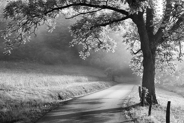 Wall Art - Photograph - Path to the Woods #1 by Andrew Soundarajan