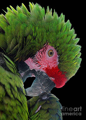 Pensive Parrot by Geoff Crego Pensive Parrot by Geoff Crego