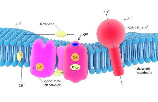 Wall Art - Photograph - Photosynthesis Electron Transport Complex #1 by Science Photo Library