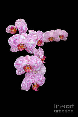 pink orchids by Tom Prendergast pink orchids by Tom Prendergast
