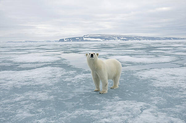 Wall Art - Photograph - Polar Bear Travels Along Sea Ice #1 by Steven Kazlowski