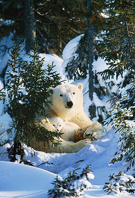 Wall Art - Photograph - Polar Bear With Cub #1 by M. Watson