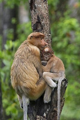 Wall Art - Photograph - Proboscis Monkey Mother And Three Month #1 by Suzi Eszterhas