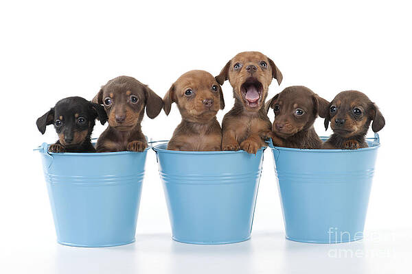 Wall Art - Photograph - Puppies In Buckets #2 by John Daniels