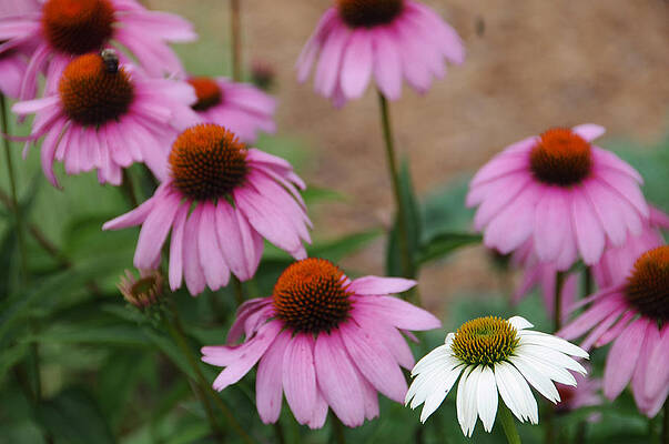 Wall Art - Photograph - Purple Coneflowers #1 by Bonnie Sue Rauch
