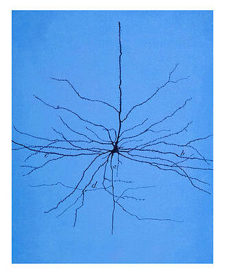 Wall Art - Photograph - Pyramidal Cell In Cerebral Cortex, Cajal #3 by Science Source