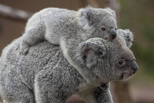 Wall Art - Photograph - Queensland Koala With Joey #1 by Zssd