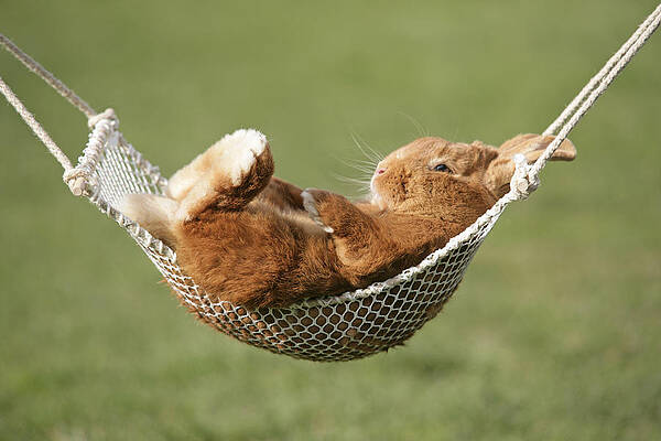 Wall Art - Photograph - Rabbit In A Hammock #1 by John Daniels