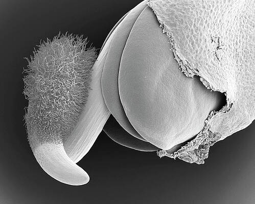 Wall Art - Photograph - Radish Seed Root And Cotyledons (raphanus Sativus) #1 by Science Photo Library