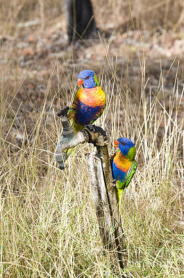Wall Art - Photograph - Rainbow Lorikeets #1 by William H. Mullins