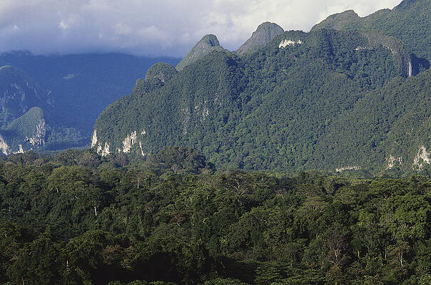 Wall Art - Photograph - Rainforest In Sarawak, Borneo #1 by Simon D. Pollard
