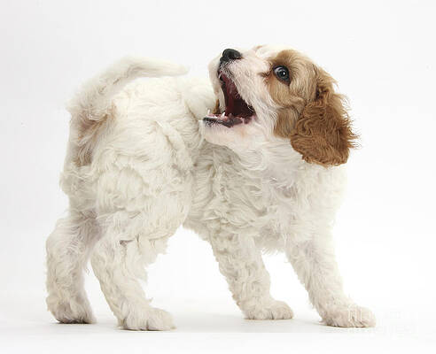 Wall Art - Photograph - Red-and-white Cavapoo Puppy #2 by Mark Taylor