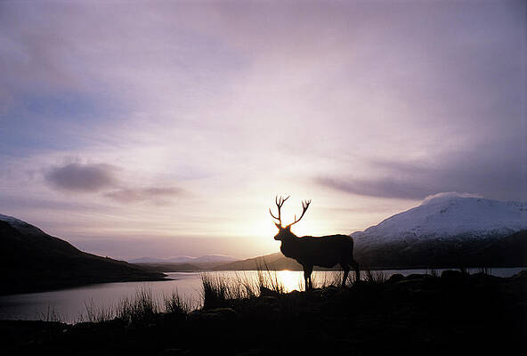 Wall Art - Photograph - Red Deer Stag #1 by Science Photo Library