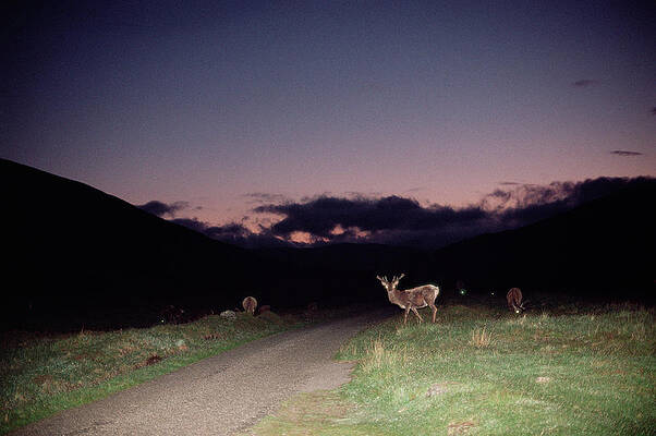 Wall Art - Photograph - Red Deer Stags #1 by Science Photo Library