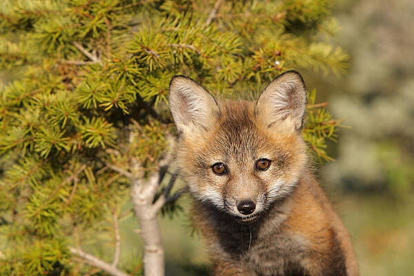 Wall Art - Photograph - Red Fox Cub #1 by M. Watson