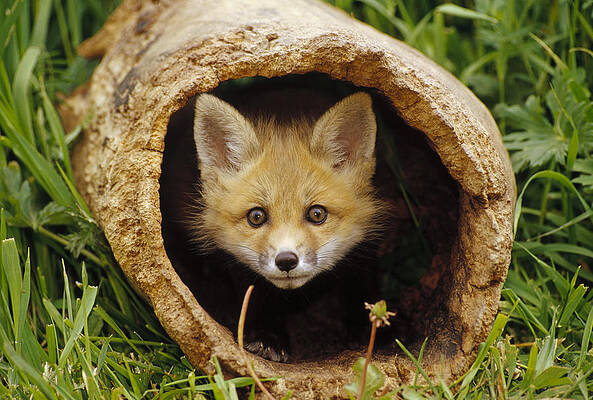Wall Art - Photograph - Red Fox Kit In Log Aspen Valley #1 by Gerry Ellis