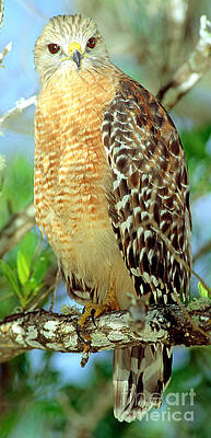Wall Art - Photograph - Red Shouldered Hawk #1 by Millard H. Sharp