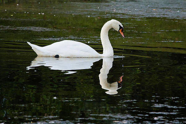 Wall Art - Photograph - Reflection #1 by SAURAVphoto Online Store