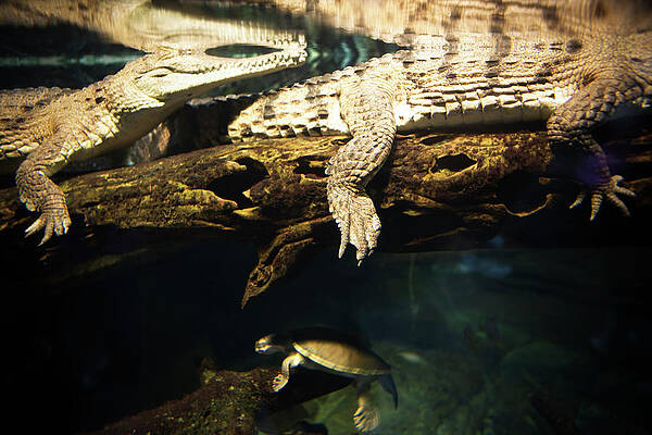 Wall Art - Photograph - Reflections Of Two, Partially Submerged #1 by Ron Koeberer