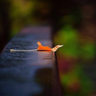 Wall Art - Photograph - Resting Place #1 by Matthew Blum